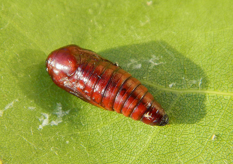 Ipimorpha subtusa, Noctuidae